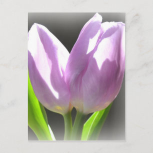 Lavendel Tulpaner Postkort Vykort