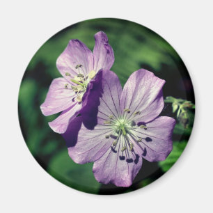 Lavendel tvillingar Geranium Blomma Fotografi Magnet