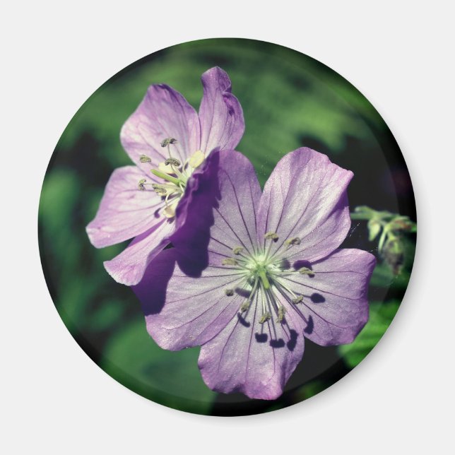 Lavendel tvillingar Geranium Blomma Fotografi  Magnet (Framsidan)
