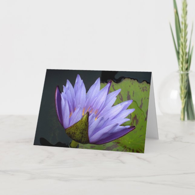 Lavendel vattenlilja kort (Framsida)