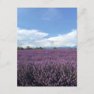 Lavendel vid Franska rivieran Frankrike vykort