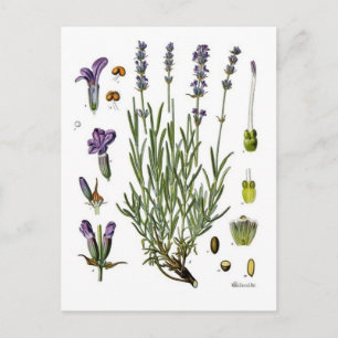 Lavendel Vykort