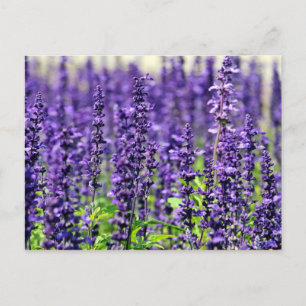 Lavendel Vykort