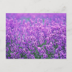 Lavendel Vykort