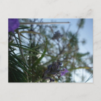 lavendel vykort