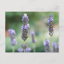 Lavendel Vykort