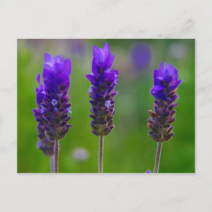 lavendel vykort