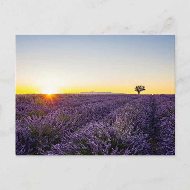Lavendel Vykort (Framsida)