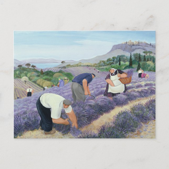Lavendel Vykort (Framsida)