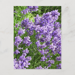 Lavendel Vykort