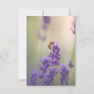 Lavendelblomma Honeybee Naturfoto Kort