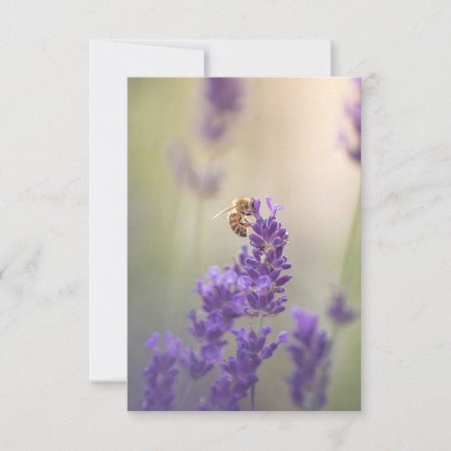 Lavendelblomma Honeybee Naturfoto Kort (Framsida)