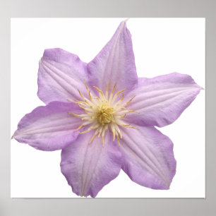 Lavendelblomma Poster