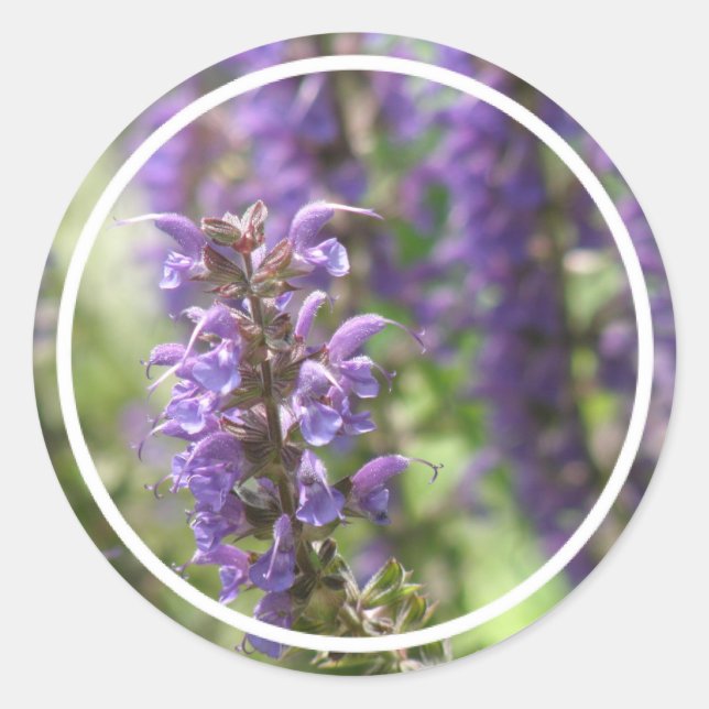 Lavendelblommaklistermärkear Runt Klistermärke (Framsida)