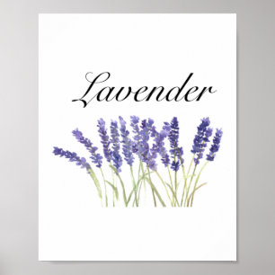 Lavendelblommor akvarell örter lila chic poster