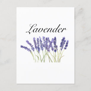 Lavendelblommor akvarell örter lila chic vykort