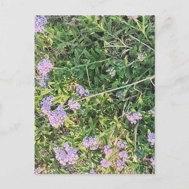 Lavendelblommor bland ängsgräs av Vild Vykort (Framsida)