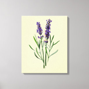 Lavendelblommor Canvastryck
