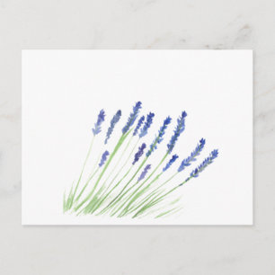 Lavendelblommor Lila Blommig Akvarell Vykort