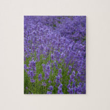 Lavendelblommor