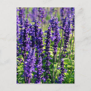 Lavendelblommor Vykort