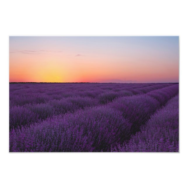 Lavendelfält Fototryck (Framsidan)