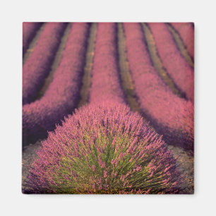 Lavendelfält i Höga Provence, Frankrike 2 Magnet