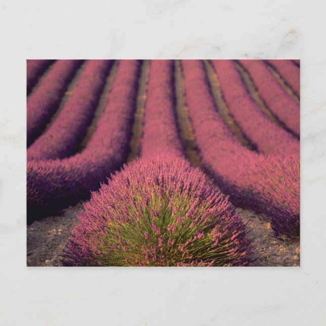 Lavendelfält i Höga Provence, Frankrike 2 Vykort (Framsida)