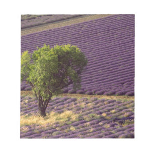 Lavendelfält i Höga Provence, Frankrike Anteckningsblock