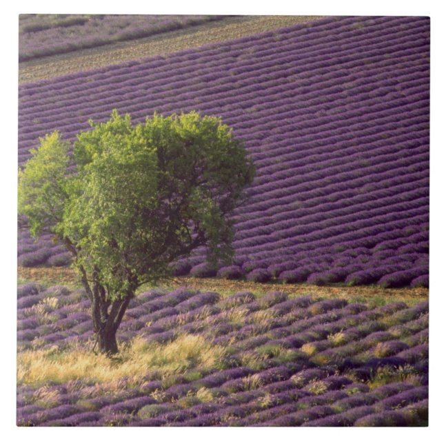Lavendelfält i Höga Provence, Frankrike Kakelplatta (Framsidan)