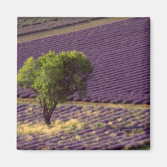 Lavendelfält i Höga Provence, Frankrike Magnet (Framsidan)