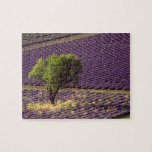 Lavendelfält i Höga Provence, Frankrike Pussel