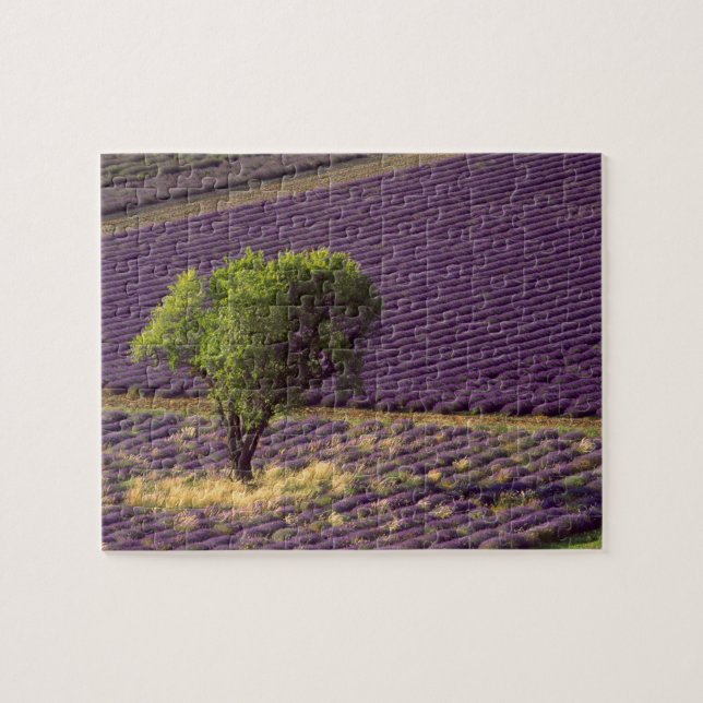 Lavendelfält i Höga Provence, Frankrike Pussel (Horisontell)