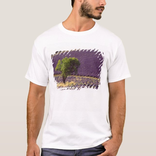 Lavendelfält i Höga Provence, Frankrike Tee Shirt (Framsida)