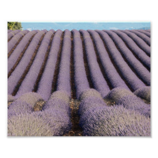 Lavendelfält i Provence Fototryck