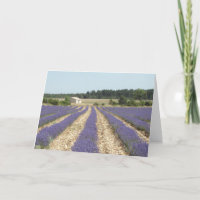 Lavendelfält i Provence