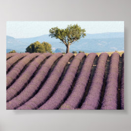Lavendelfält i Provence Poster