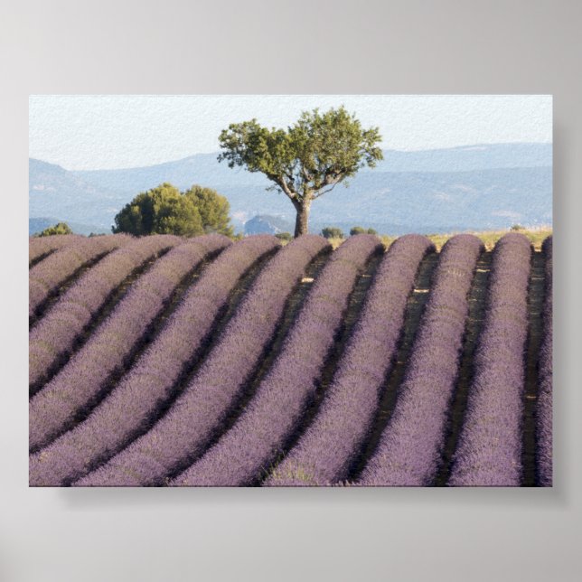 Lavendelfält i Provence Poster (Framsidan)
