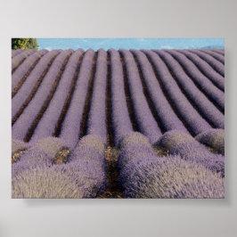 Lavendelfält i Provence Poster