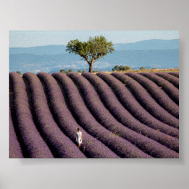 Lavendelfält i Provence Poster
