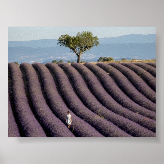 Lavendelfält i Provence Poster (Framsidan)