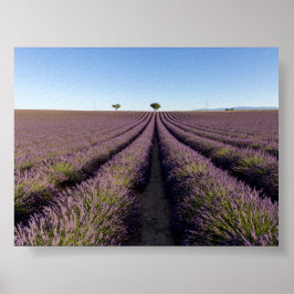 Lavendelfält i Provence Poster