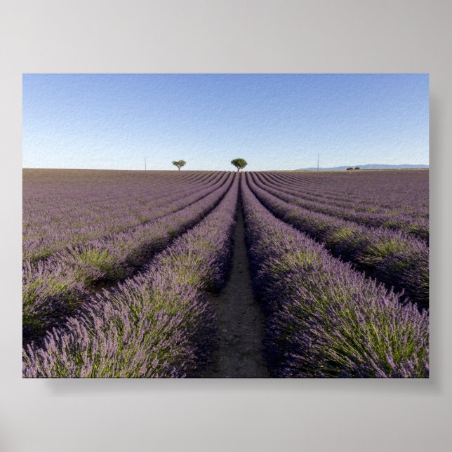 Lavendelfält i Provence Poster (Framsidan)