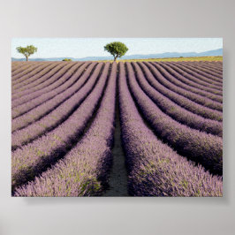 Lavendelfält i Provence Poster
