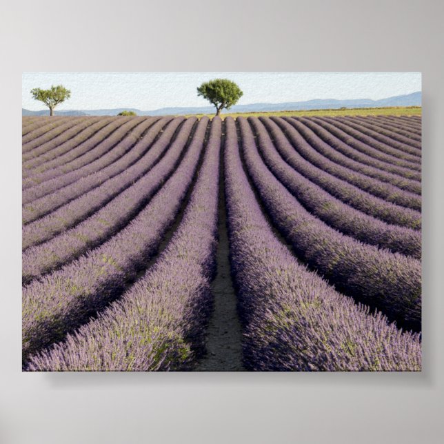 Lavendelfält i Provence Poster (Framsidan)