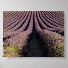 Lavendelfält i Provence Poster