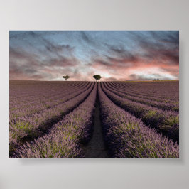 Lavendelfält i Provence Poster