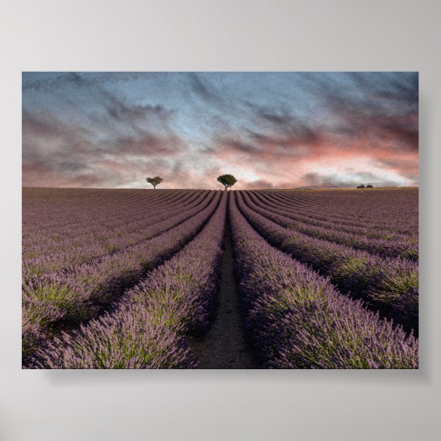 Lavendelfält i Provence Poster (Framsidan)
