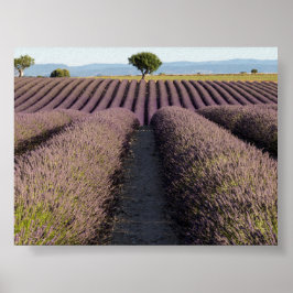 Lavendelfält i Provence Poster