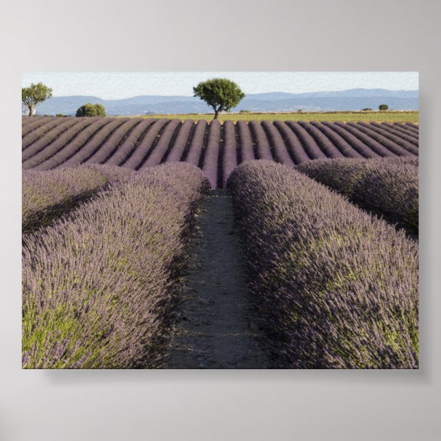 Lavendelfält i Provence Poster (Framsidan)
